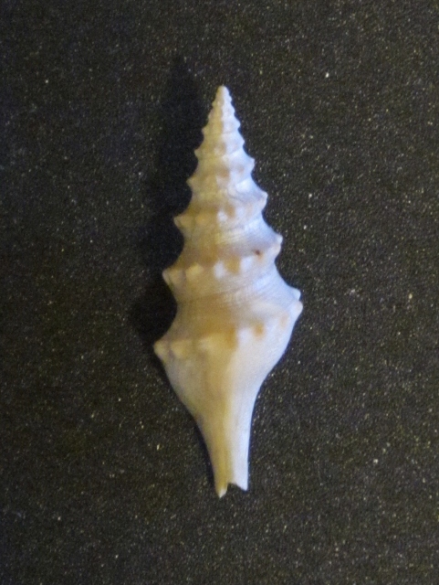 fossili di fauglia pisa